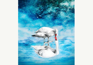 Swan