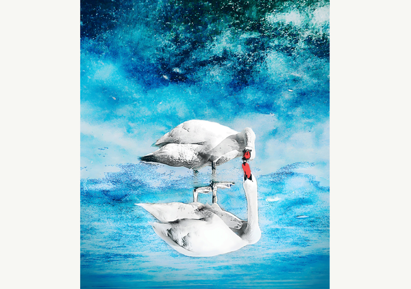 Swan